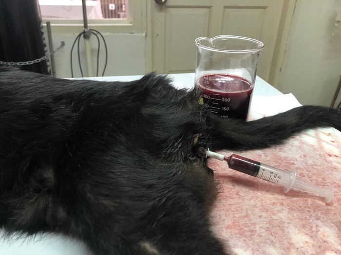 An image depicting the presence of blood in a cat's urine, potentially indicative of a medical issue, prompting attention and care.