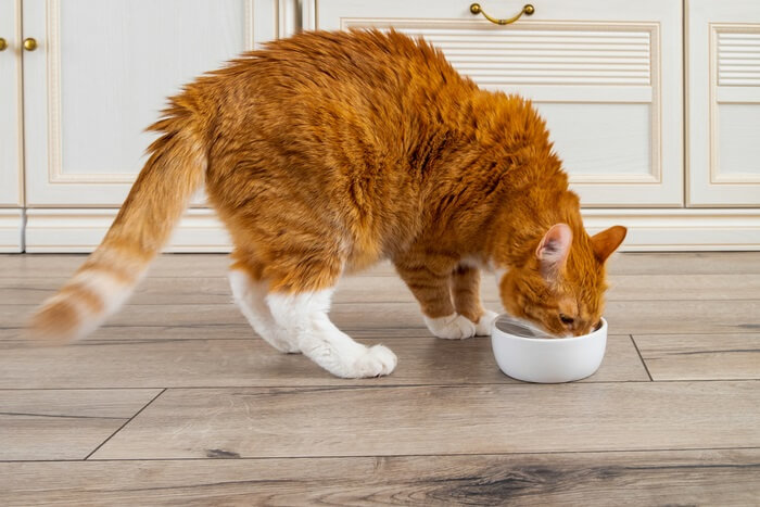 Cat enjoying a meal from its bowl