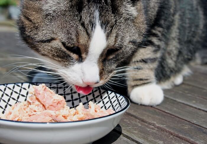 Photo of a cat enthusiastically enjoying a meal of ground chicken, showcasing a potential homemade diet option under proper supervision and consideration.