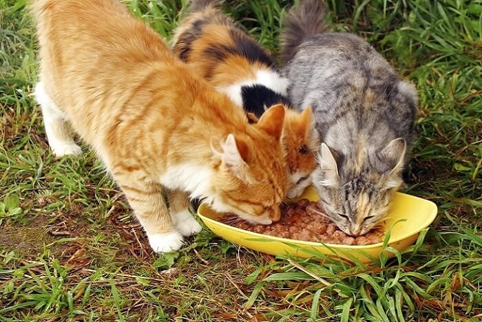 Cats eating homemade cat food