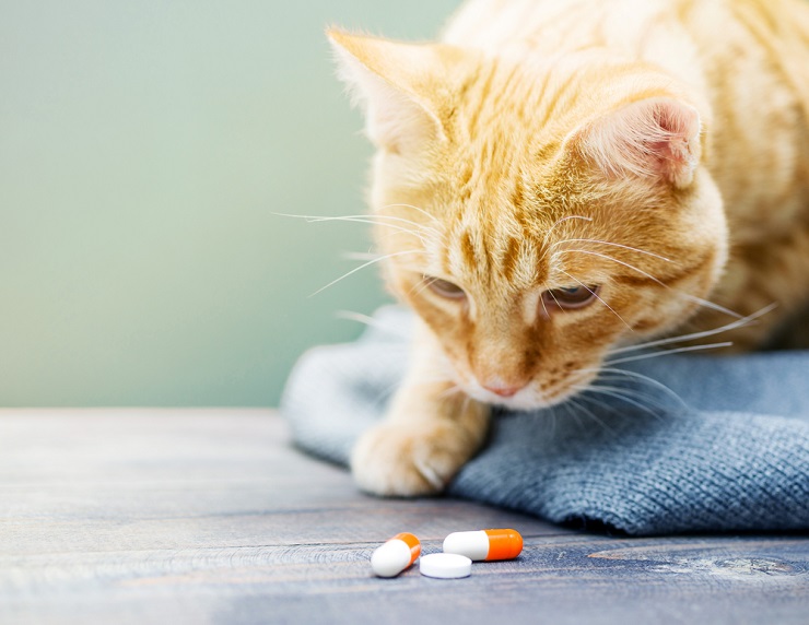 cat looking at the capsule medicine