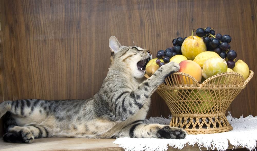 cat is eating the fruits in basket