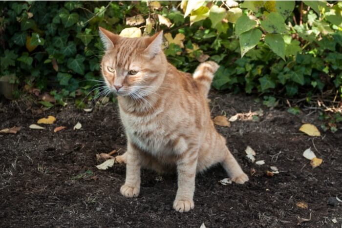 An image illustrating a cat in the act of urinating, showcasing natural feline behavior.