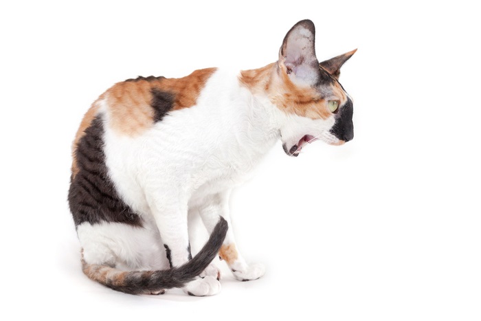 What to do if your cat vomits foam