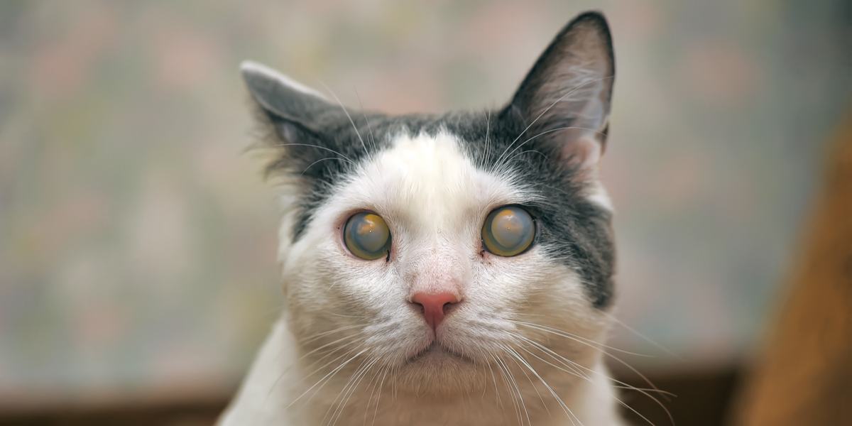 Cataracts in Cats: Causes, Symptoms, & Treatment 