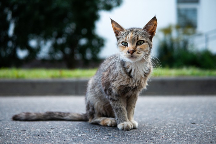 Treatment of Giardiasis in Cats