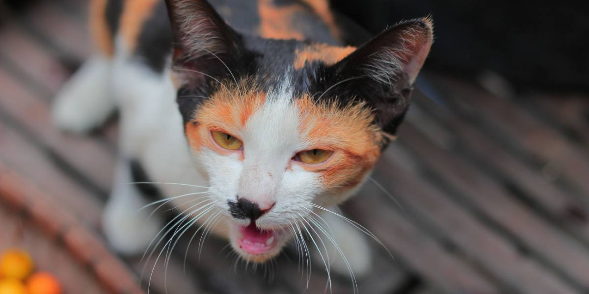 Cat vomiting a outlet lot of clear liquid