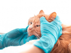 An orange cat being examined by a person in blue gloves.