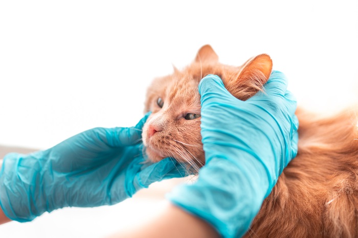 Cat anemia clearance treatment