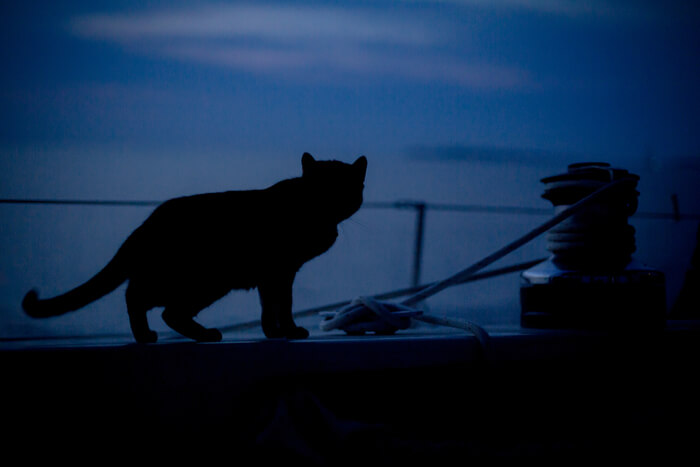 Cat active at dusk