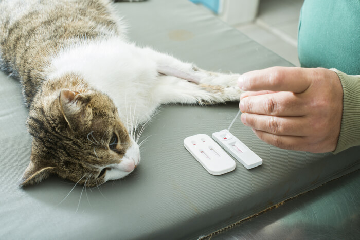 An image related to a cat's blood test, highlighting the diagnostic process in feline healthcare.