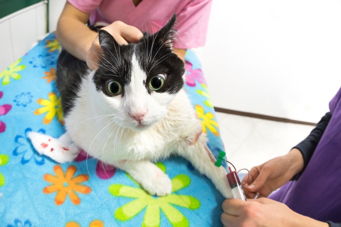 An image related to cat blood transfusions, emphasizing the medical procedure and importance of this treatment in feline healthcare.