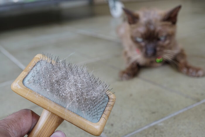 cat dandruff on a brush