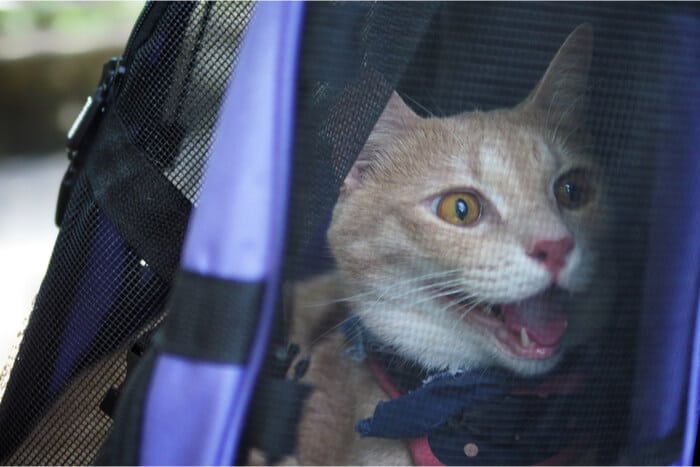 Cat panting in carrier