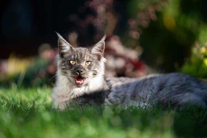 Maine Coon Panting