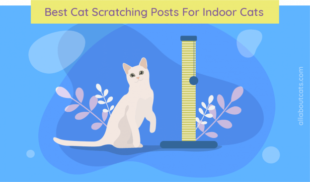 Cat Scratchers For Indoor Cats