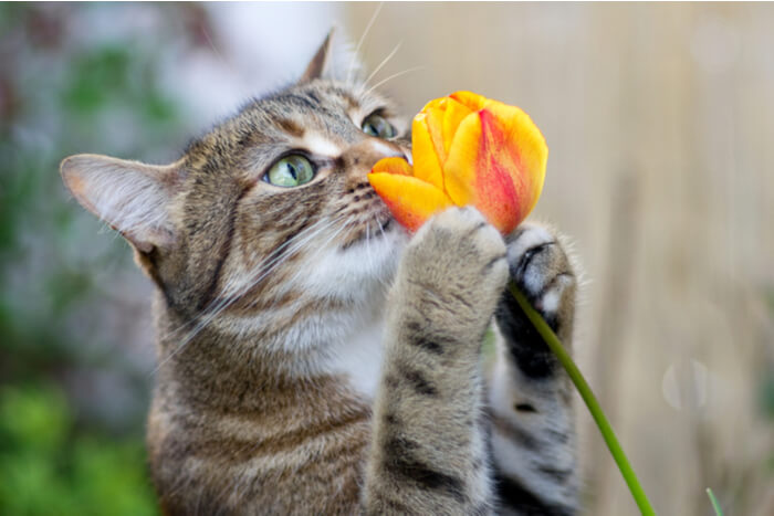 Cat smelling flower
