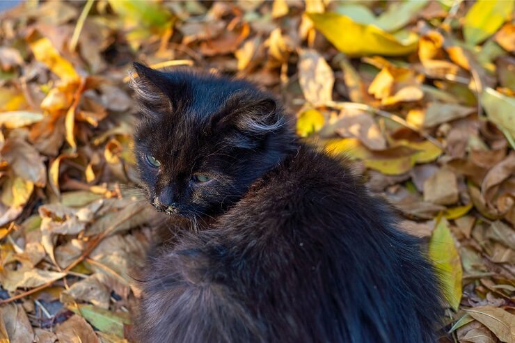 Cat sitting outdoors in leaves