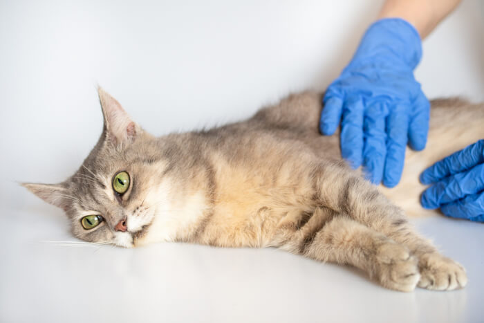 Gloved person palpating a cat's abdomen