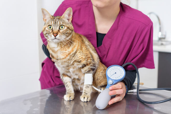 Cat high blood pressure can cause sneezing blood