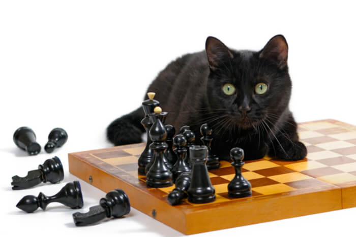 Intelligent cat chess board