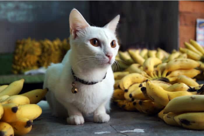 Cat amidst a bunch of bananas, a quirky scene