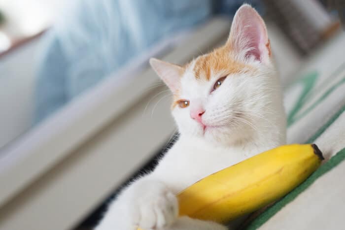 benefits of banana for cats