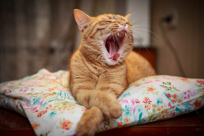 An informative image illustrating a cat in the midst of a yawn, highlighting the topic of potential causes of bad breath in felines.