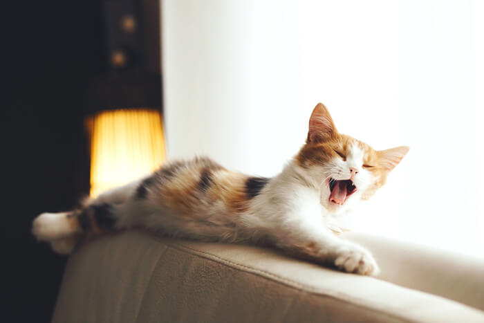 A captivating image of a cat yawning on a couch, displaying its mouth wide open, tongue extended, and a momentary expression of sleepy contentment.