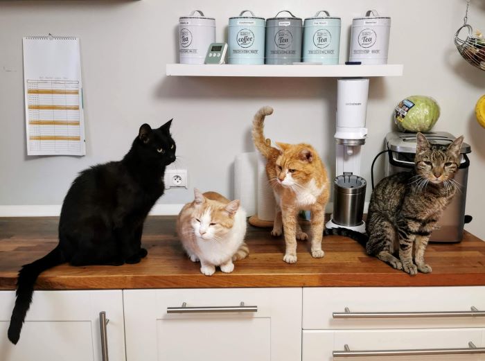 Cats on a kitchen counter.