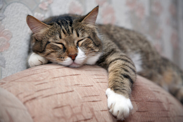 Causes of high blood pressure in cats