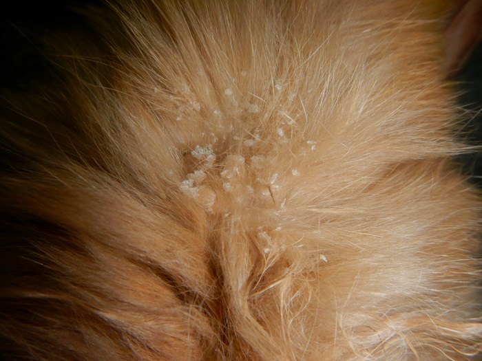 Close-up image of Cheyletiella mites, also known as walking dandruff mites, found on a cat's fur.