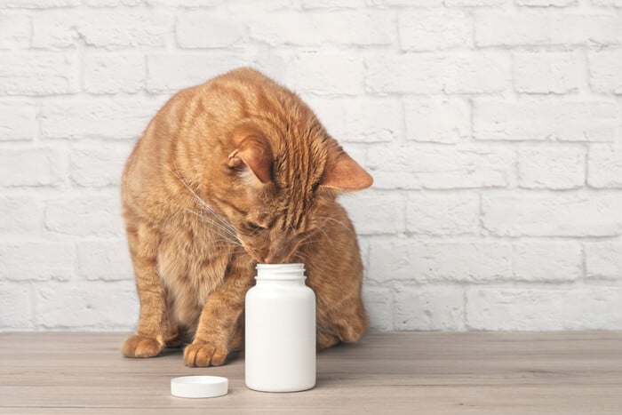 Image featuring Clavamox medication for cats.