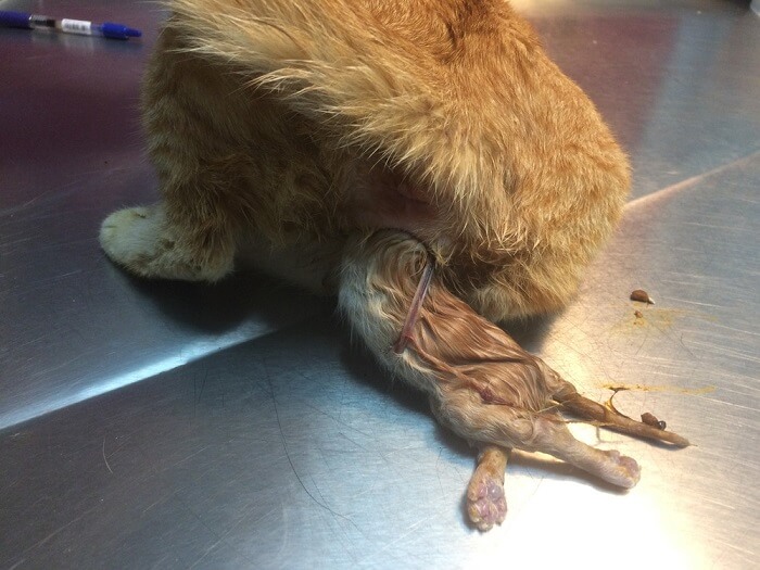 Image illustrating dystocia in cats.