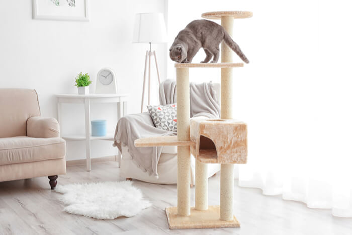 An image showcasing an enriched environment designed to prevent cat biting, featuring various stimulating elements that contribute to a content and engaged feline.