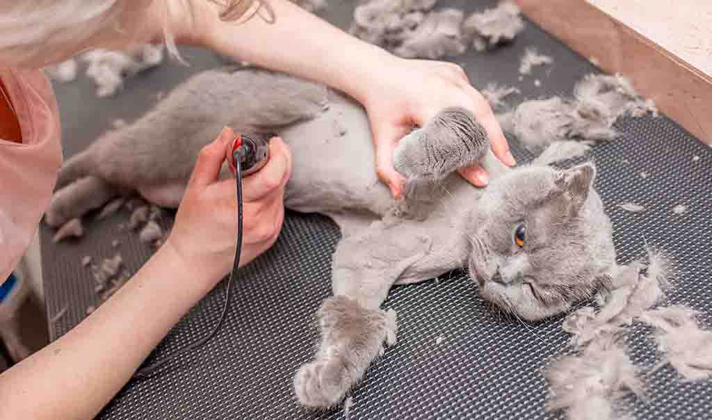 puedes afeitar a un gato