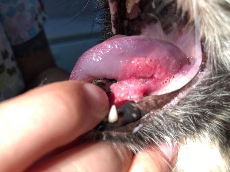 Causes of mouth cancer in cats