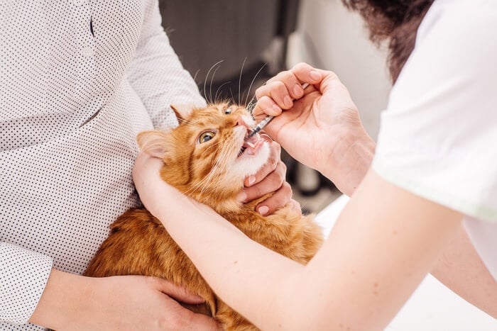 Image featuring a form of Clavamox medication for cats.
