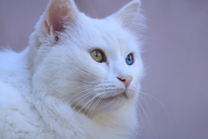 Deafness in cats with heterochromia