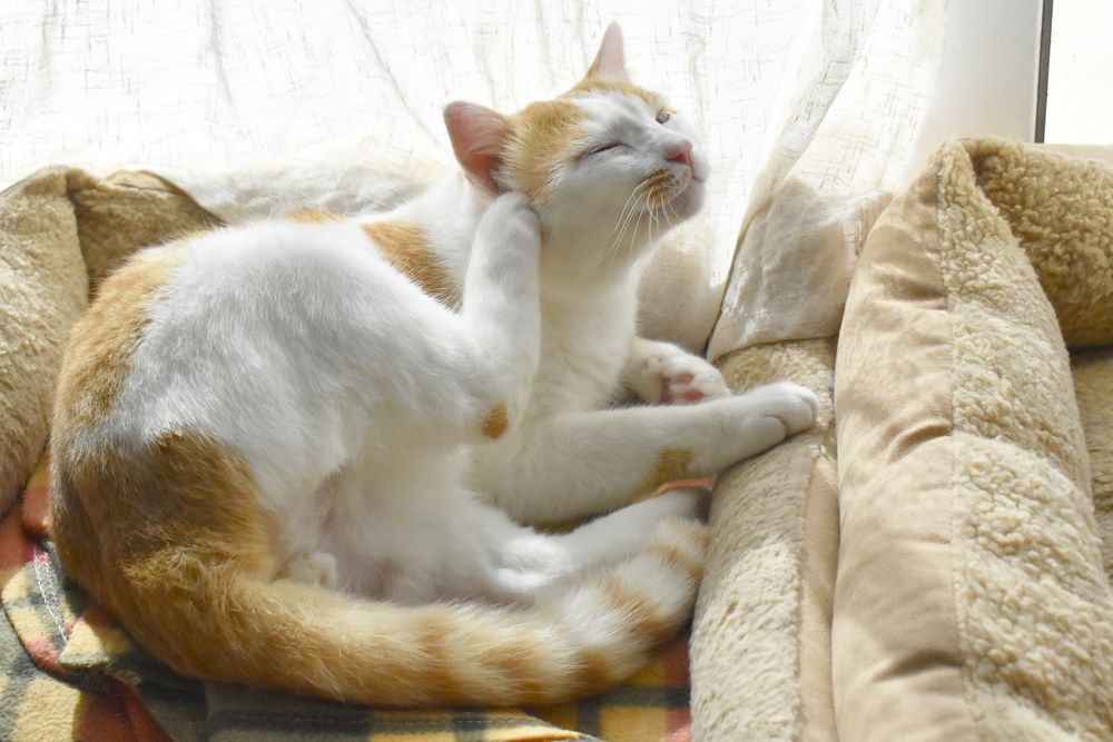 Itchy cat in bed