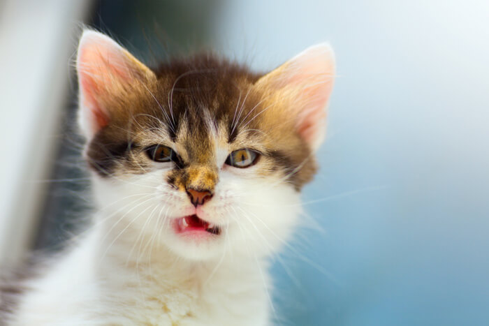 Kitten sneezing