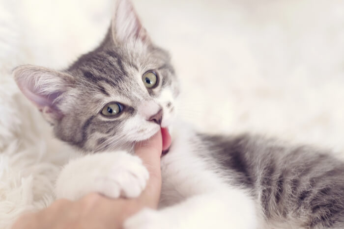 An image capturing a curious kitten playfully biting onto a finger, showcasing its exploration and interaction with its surroundings.