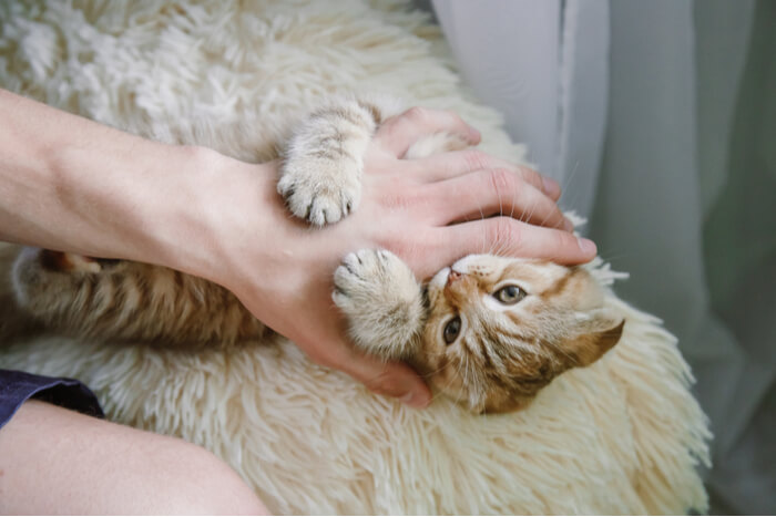 An endearing image of a kitten playing with a human hand, showcasing its youthful exuberance and the charming interaction between the tiny feline and its human companion.