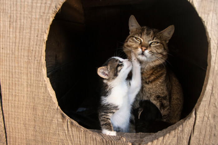An adorable image capturing a playful kitten engaging with its attentive mother cat, showcasing a heartwarming moment of feline family interaction.