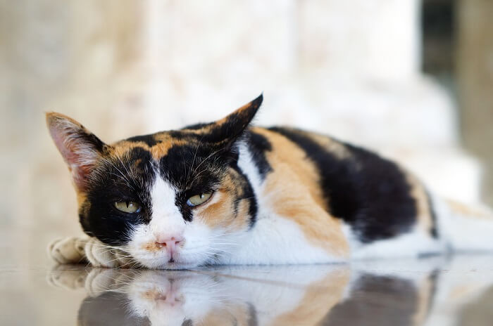 Calico cat lying on floor
