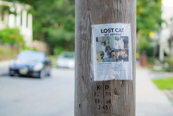 Lost cat poster