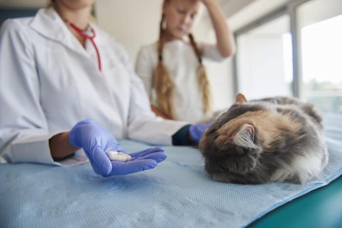 Image depicting a veterinarian discussing the prescription of Clavamox for a cat.