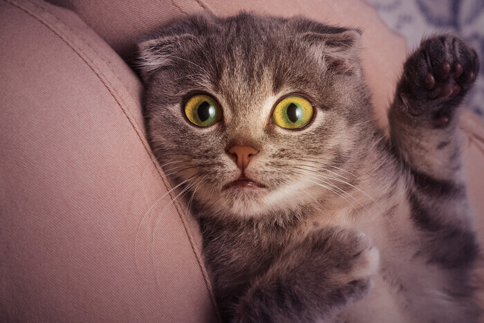 An endearing image featuring a Scottish Fold kitten in a playful pose.