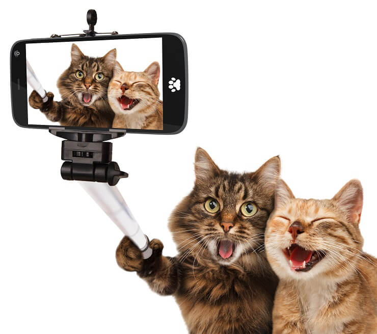 Gatos tomándose selfie