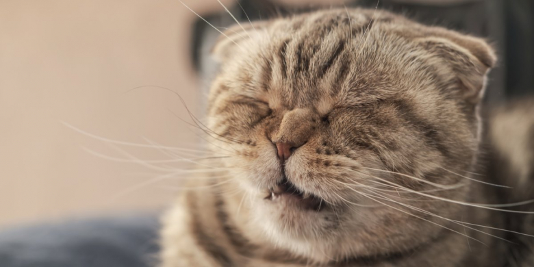View of Feline Leukemia Vaccine: Cost, Risks & Side Effects - Cats.com